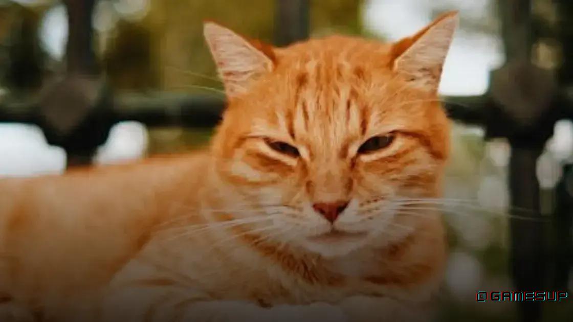 jogo de navegador com gato